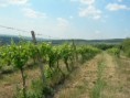Predáme rodiaci vinohrad v k.ú. Svätý Jur 6289 m2 cena 8 EUR/m2